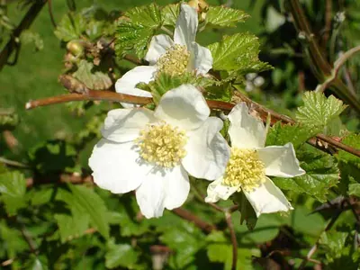 Delicious raspberry