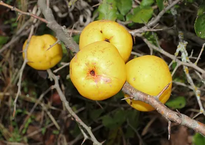 Japanese flowering-quince