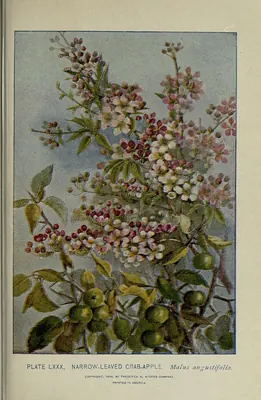 Southern crab apple