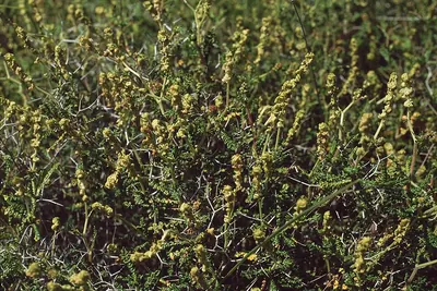 Sarcopoterium spinosum