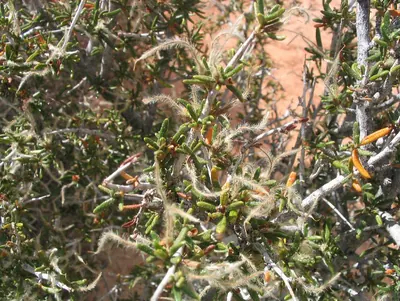 Littleleaf mountain mahogany