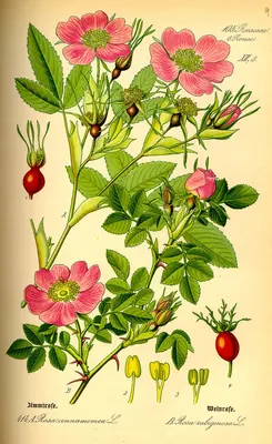 Cinnamom rose