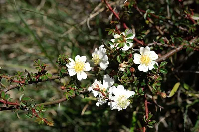 Rosa transmorrisonensis
