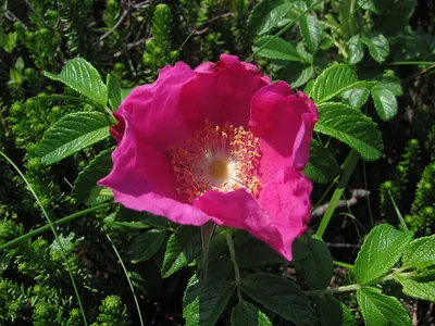 Japanese rose
