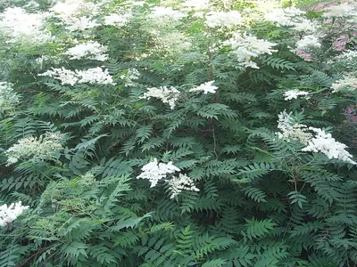 False spiraea