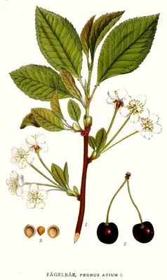 Wild Cherry