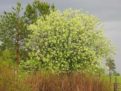 European bird cherry