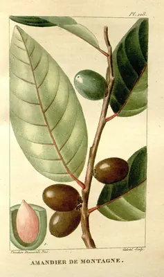 West Indian cherry