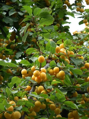 Cherry plum