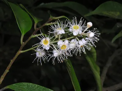Prunus phaeosticta