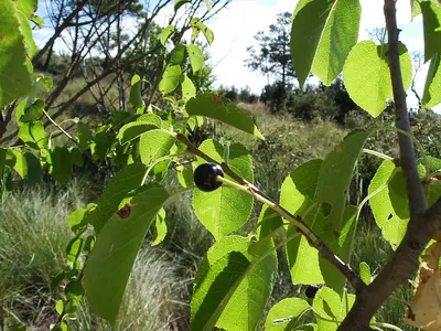 St Lucie Cherry