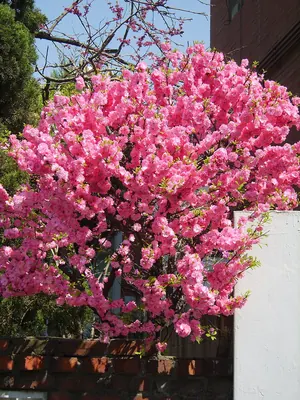 Flowering plum