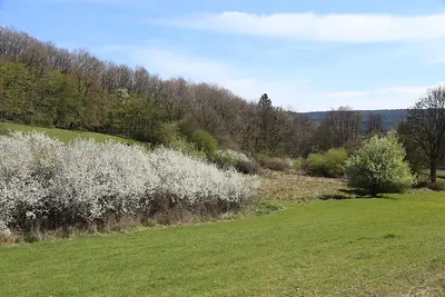 Blackthorn