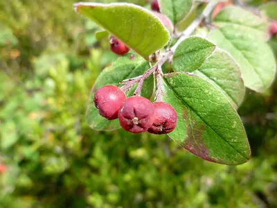 Cotoneaster