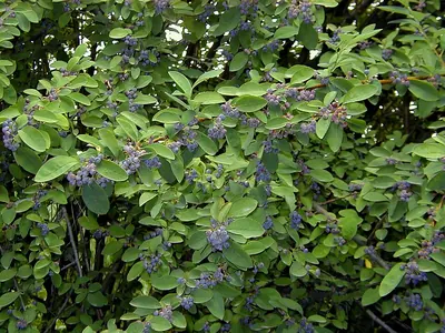 Peking cotoneaster