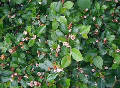 Spreading cotoneaster