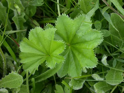 Clustered lady's mantle