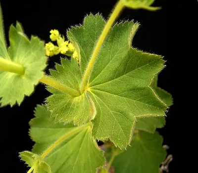 Lady's Mantle