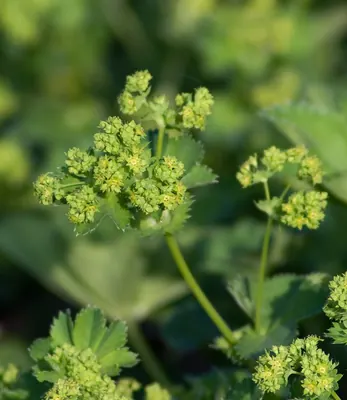 Mountain Alchemilla