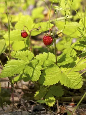 Wild strawberry