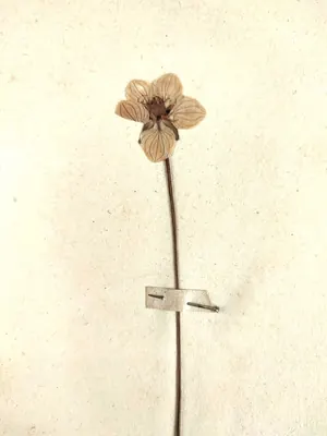 Marsh grass of Parnassus