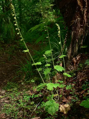 Bigflower tellima