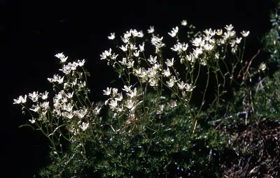 Yellowdot saxifrage