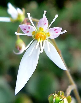 Creeping saxifrage