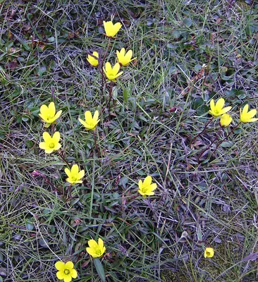 Yellow Marsh Saxifrage