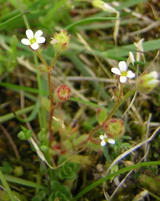 Nailwort