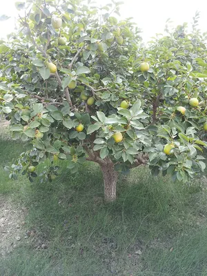 Japanese Persimmon