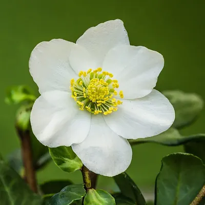 Black hellebore