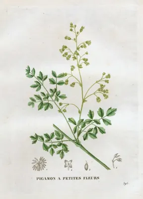 Lesser meadow-rue