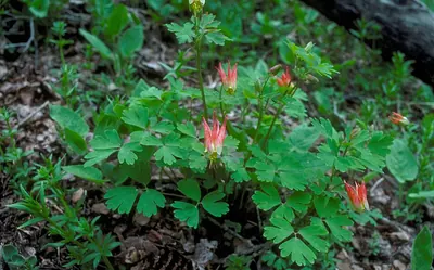 Western red columbine