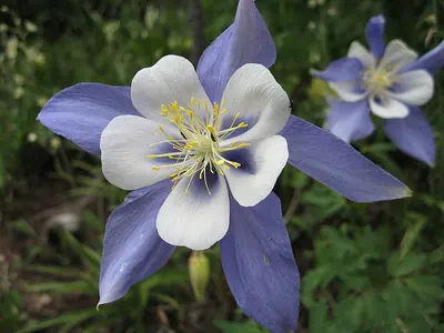 Colorado blue columbine