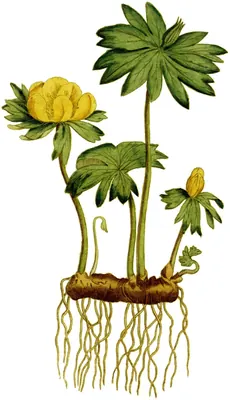 Winter-aconite