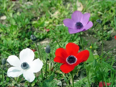 Lilies-of-the-field