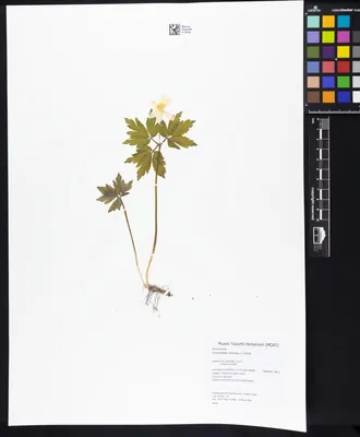 Wood Anemone
