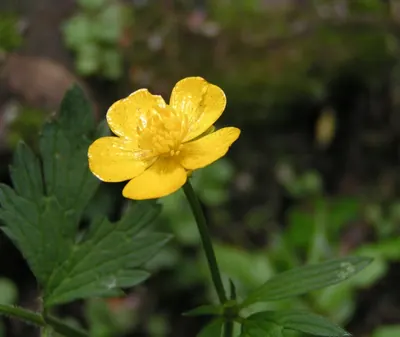 Creeping buttercup
