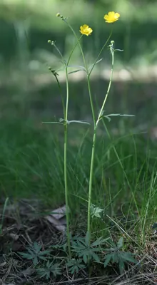 Common buttercup