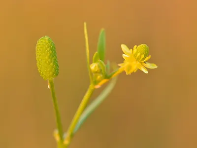 Marsh crowfoot