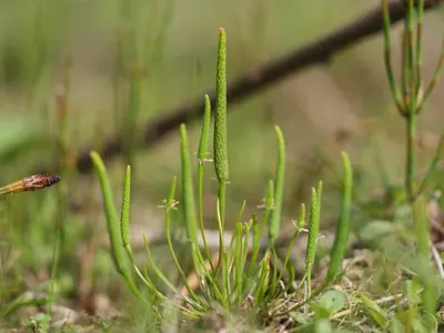 Mousetail