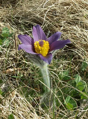 Pasque Flower