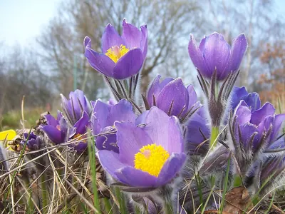 Eastern pasqueflower