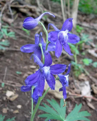 Dwarf larkspur