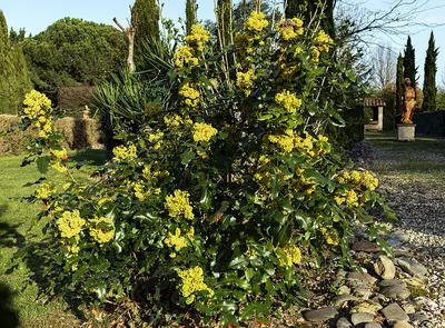 Shining Oregon-grape