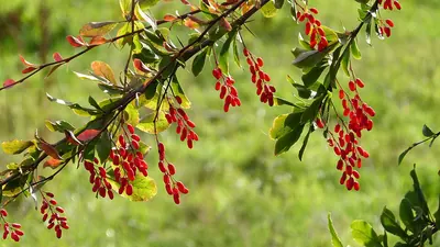 Common Barberry