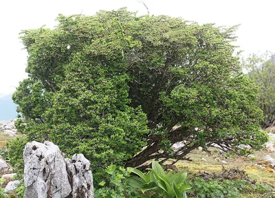 Japanese barberry