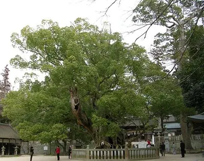 Camphor laurel