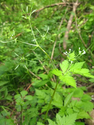 Osmorhiza aristata
